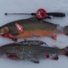 1,1kg rautu ja 0,9kg harri.JPG